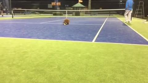 Caniche juega a atrapar pelota en una cancha de tenis