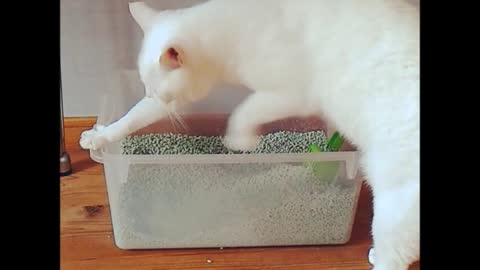 Cat scratches the litter box and the air