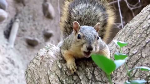 Bright eyed and bushy tailed squirrel