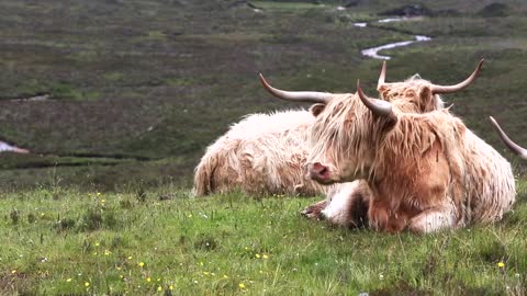 Highlanders Cattle Cows Hairy Highland Farm