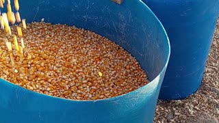 Removing Debris From Corn Without a Sieve