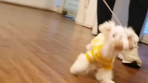 CUTE Tiny Maltese Puppy 🐶😍| Jumping puppy😅😅😅 #shorts #maltese #cutestpuppies #puppylover