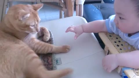 Mama Cat Comes Running Home to Kitten's cry