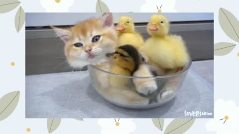 kittens and ducklings are in the bowl