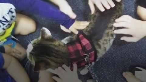 Cat Goes On Special Adventures To Overcome His Shyness | The Dodo