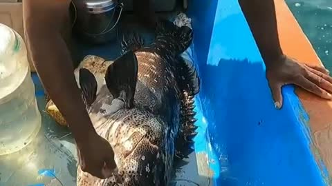 Big Grouper fish catching from the sea🌊🌊#shorts #fishing #grouper_fish