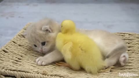 Adorable Ducklings Bond with Baby Kitten Shan: Heartwarming Moments of Play and Nap
