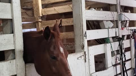 Therapy Horse on Stall Rest is Bored Silly