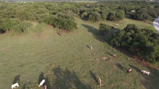 Longhorn aerial test A