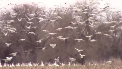 Thousands and Thousands of Snow Geese Landing and Taking Off Again