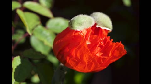 Time lapse: Poppy opening and closing