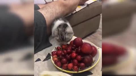 Cute and Funny baby cats