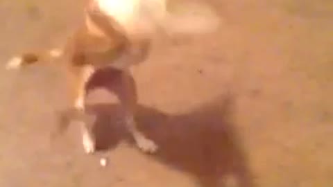 Doggy Dancing