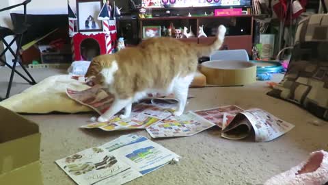 Senior cat really enjoys playing in newspaper