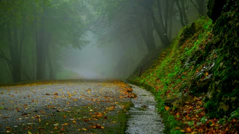 Relaxing 3D Nature Sounds - Birds Chirping, Insects Swarming, and Park Dog Barking in the Distance