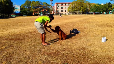 Dogs Training system #5