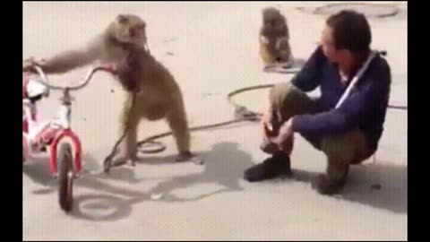 Funniest Monkey 14 Cute and Funny Monkey Videos | Monkeys React to Magic with Humans | Shorts