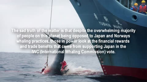 Five facts about whaling