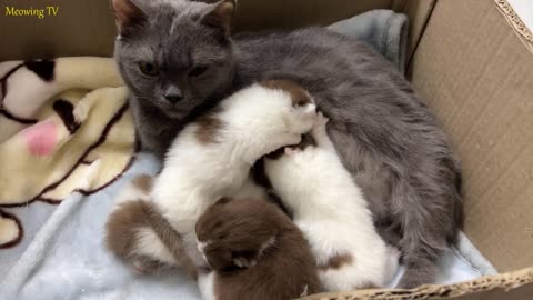 Newborn kittens drink milk