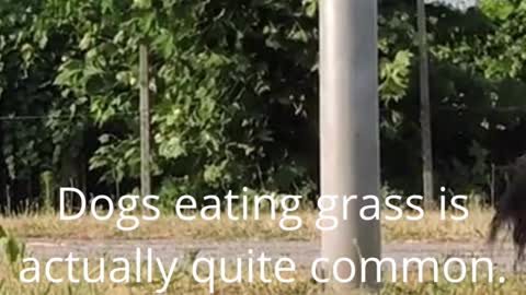 Why dogs eat grass and leaves?