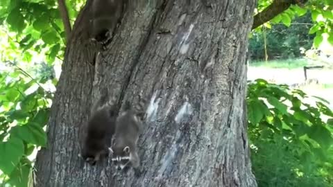 Mushing baby raccoons