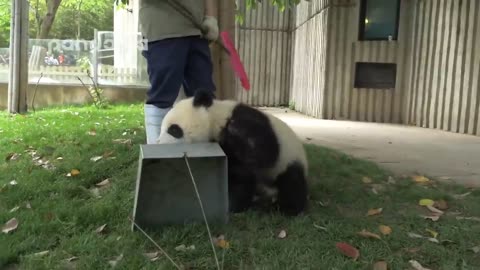 Fun Panda Videos