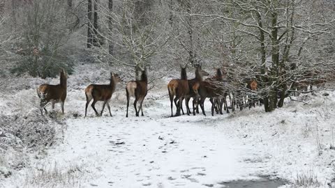 Deer Herd Nature Wild