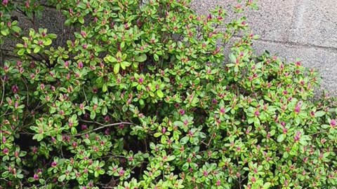 Azalea plant