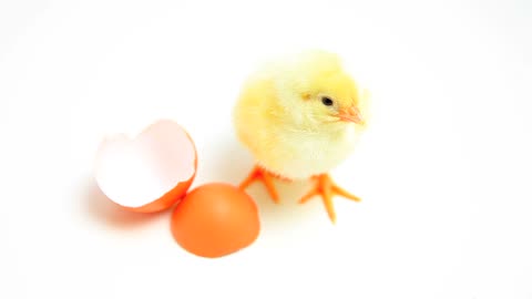 Chick Poultry Chicken Farm Yard Cute Fluffy Cub