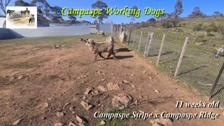 Campaspe Storm 3rd & 2 Litter Mates - Campaspe Stripe x Campaspe Ridge - 11 weeks old