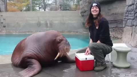 Walrus tranning time