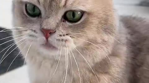 Meow express arrives at full-speed.mp4