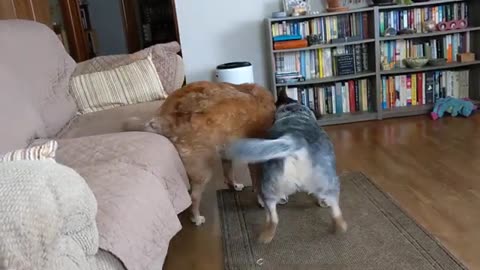 Australian Cattle Dogs Playing