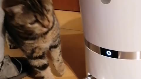 This kitten is helping her hooman to set up a feeder machine