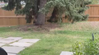 A baby squirrel under tree in front door garden