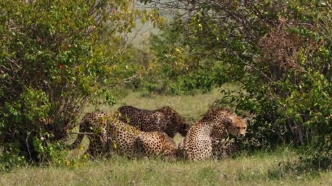 Cheetahs: Africa's Fastest Hunters | Free Nature Documentary