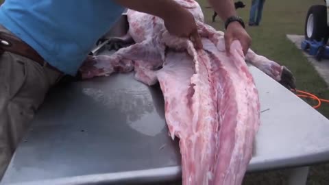 how to skin, de-bone and flesh out an alligator