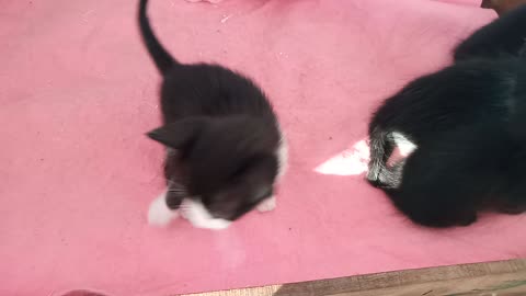 Kittens are more active and happy after feeding