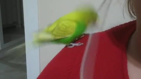 The love bird stands on its owner's shoulder and plays with cable