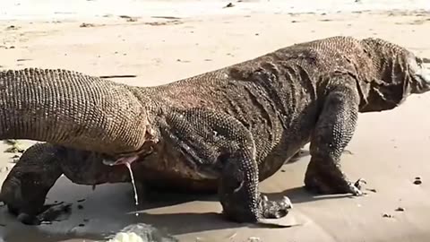 The Komodo lizard has diarrhea
