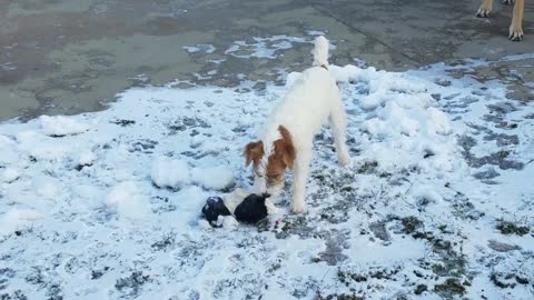 Determined puppy trying to get his frozen teddy bear