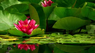 Lotus flowers on a lake