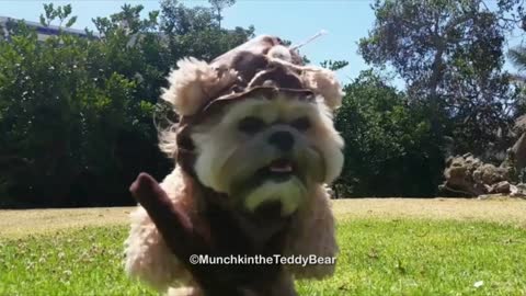 Fantastically Fluffy Pup Moonlights As A Star Wars Extra