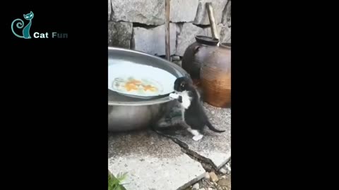 Funny cat videos 😻funny cat 🙀 cute cat