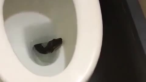 See, I found a snake in the toilet