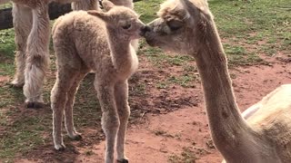 Alpaca mom transfers vital bacteria to her baby