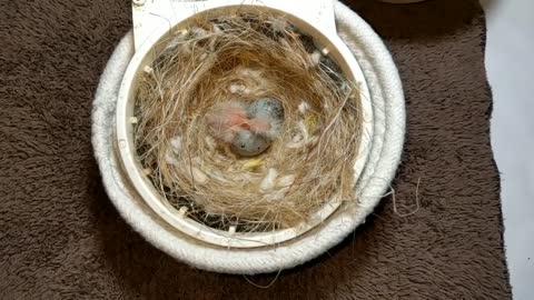 Hand Feeding Baby Birds (Canary & Gouldian Finch)