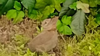 Cute rabbit eating grass