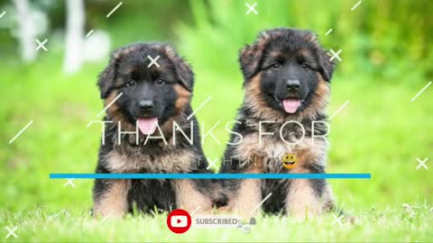 😂Funny And 😍Cute Germanshepherd GSD 🦮 compilation 2021