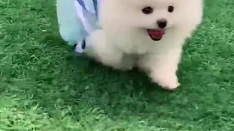 doggy_#Cutest_doggy_#short_#homepet_#cutest_#dog_#